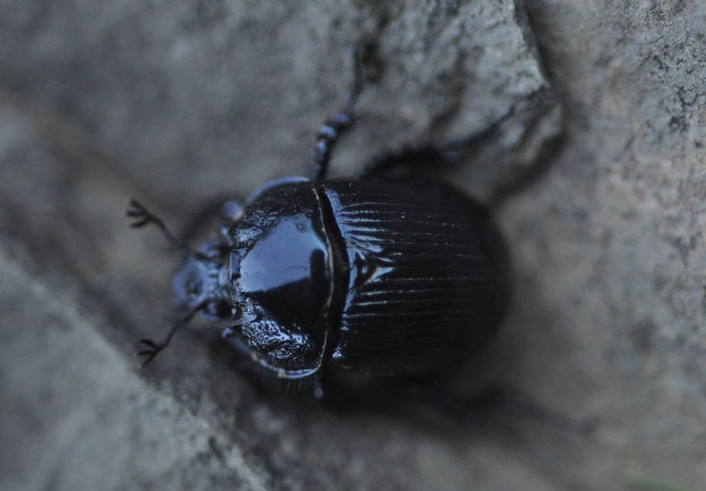 Geotrupidae:  Typhaeus typhoeus, femmina