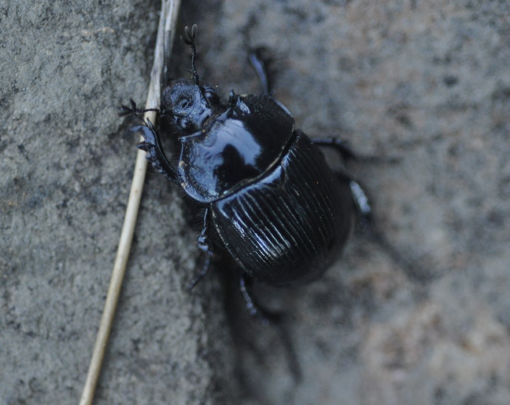 Geotrupidae:  Typhaeus typhoeus, femmina