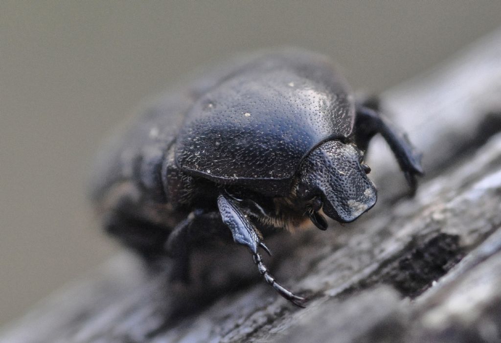 Scarabaeidae?   No, Cetoniidae:  Protaetia (Netocia) morio