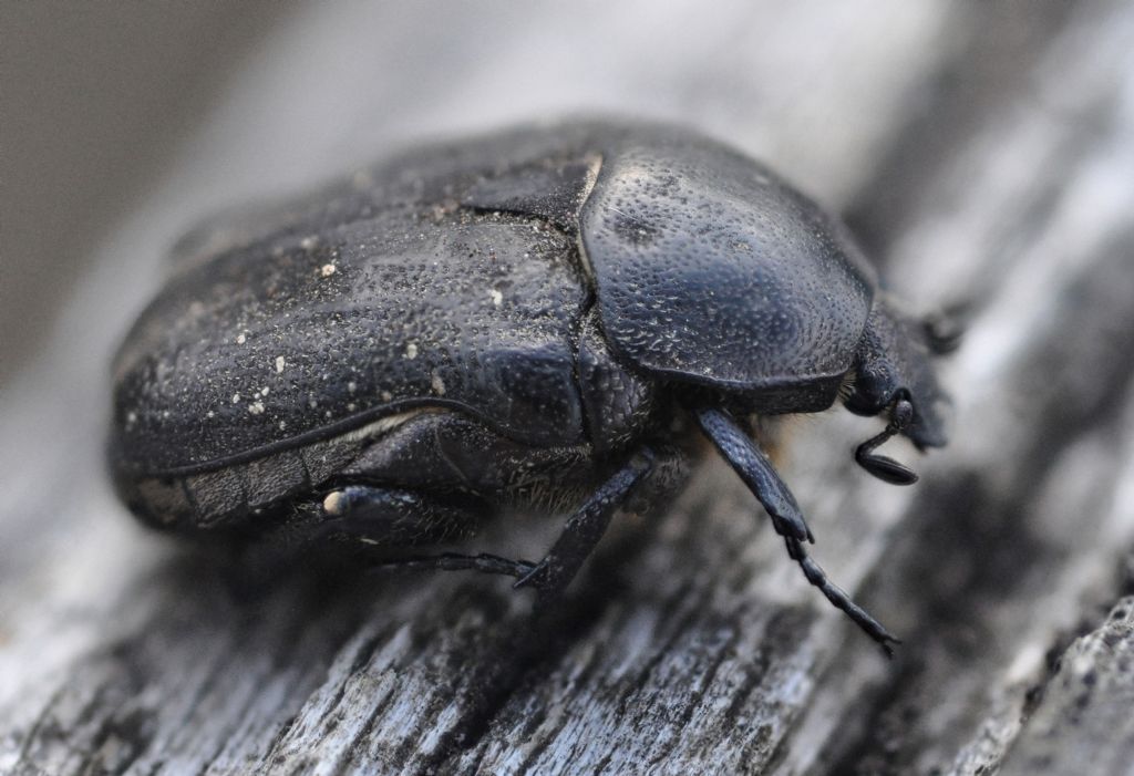 Scarabaeidae?   No, Cetoniidae:  Protaetia (Netocia) morio