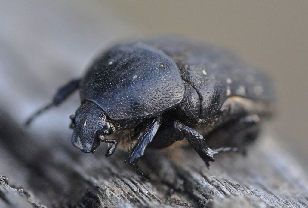 Scarabaeidae?   No, Cetoniidae:  Protaetia (Netocia) morio