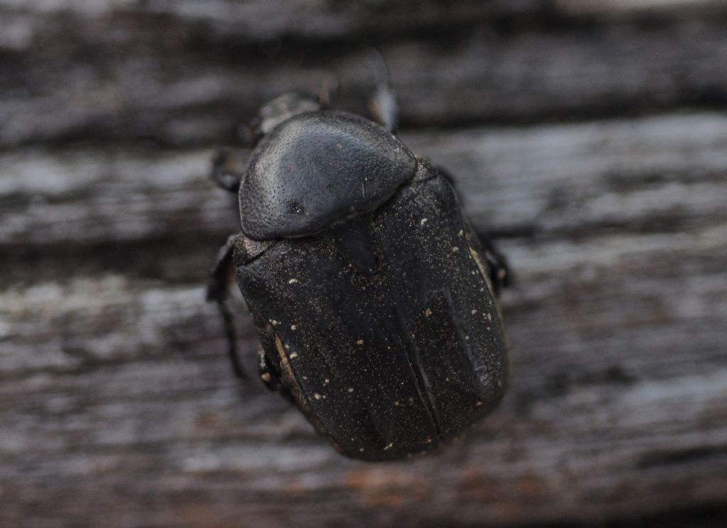 Scarabaeidae?   No, Cetoniidae:  Protaetia (Netocia) morio