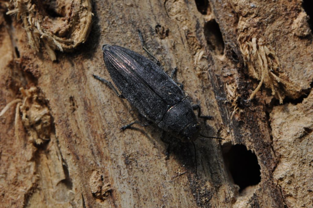 Buprestidae da id.: Buprestis haemorrhoidalis