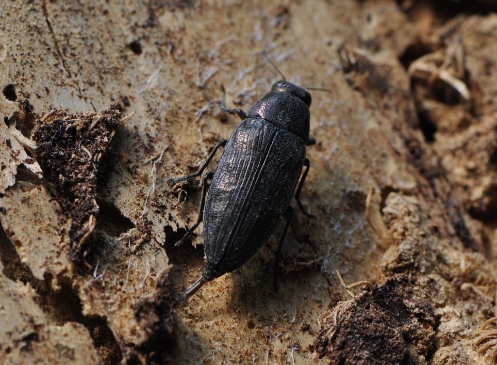 Buprestidae da id.: Buprestis haemorrhoidalis