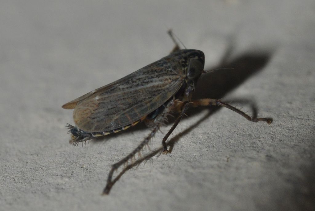 Cicadellidae Deltocephalinae: cfr. Euscelis sp.