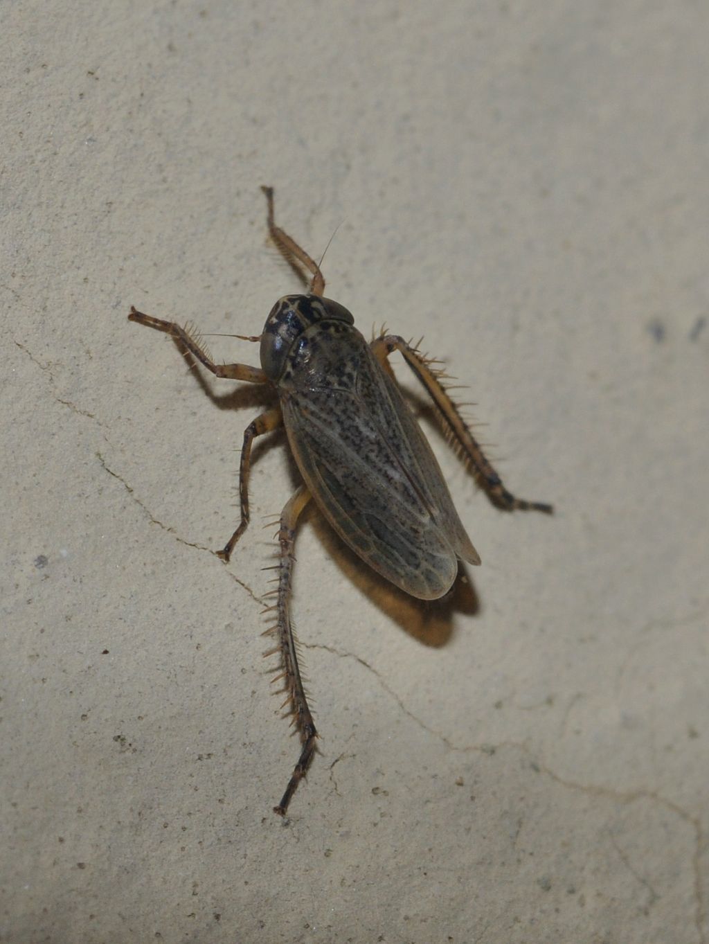 Cicadellidae Deltocephalinae: cfr. Euscelis sp.