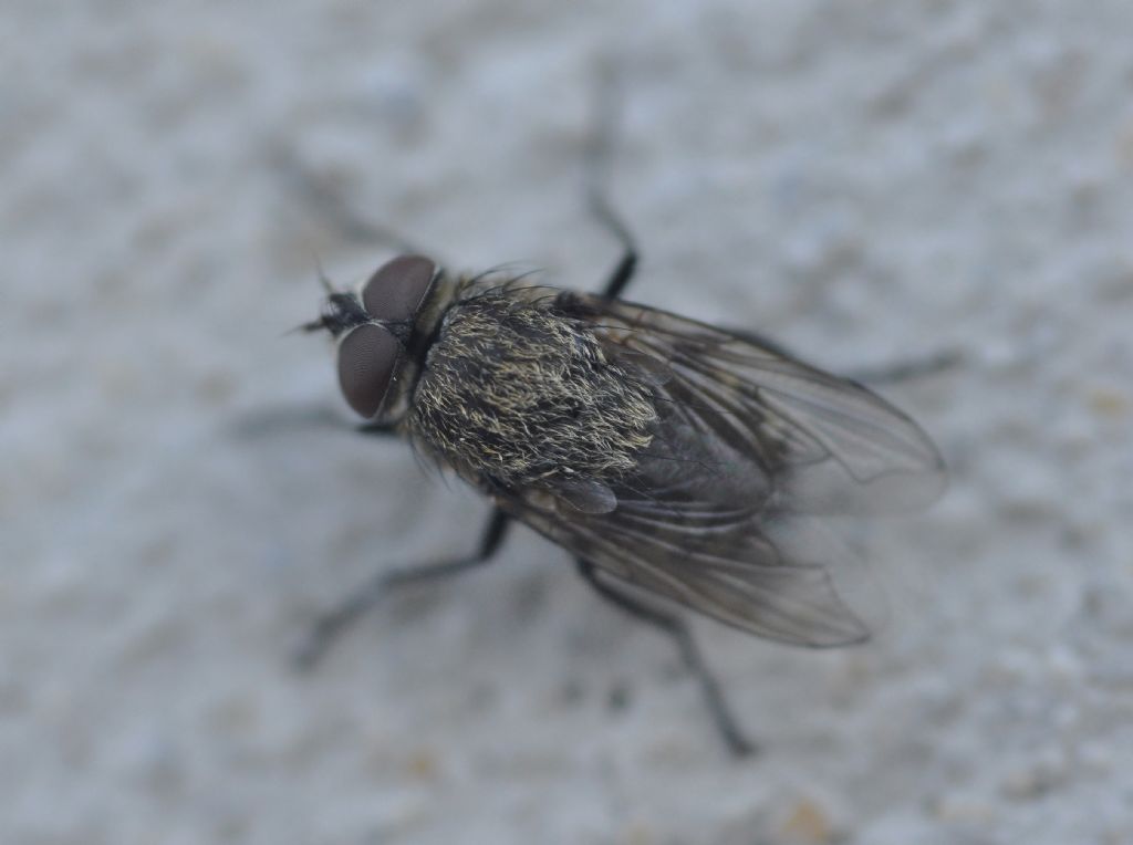 mosca 