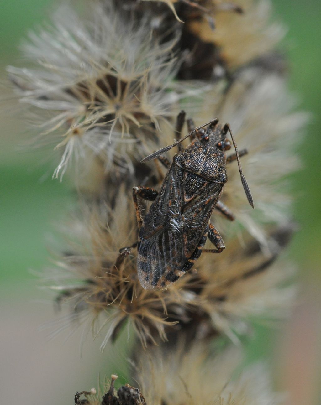 Rhopalidae:  Rhopalus parumpunctatus