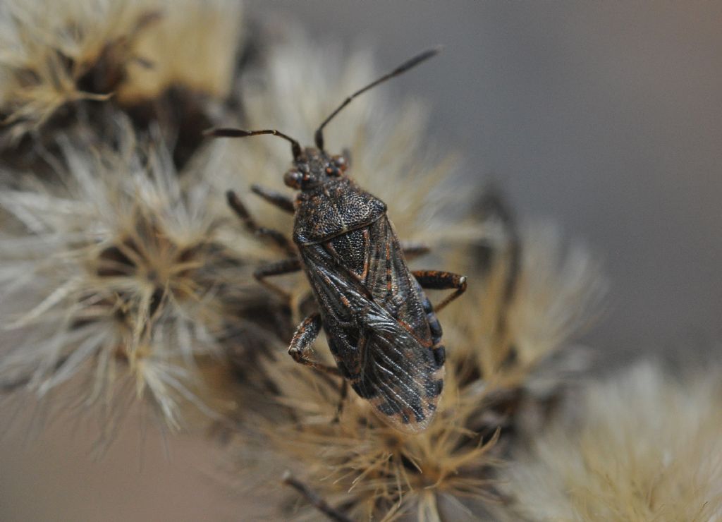 Rhopalidae:  Rhopalus parumpunctatus