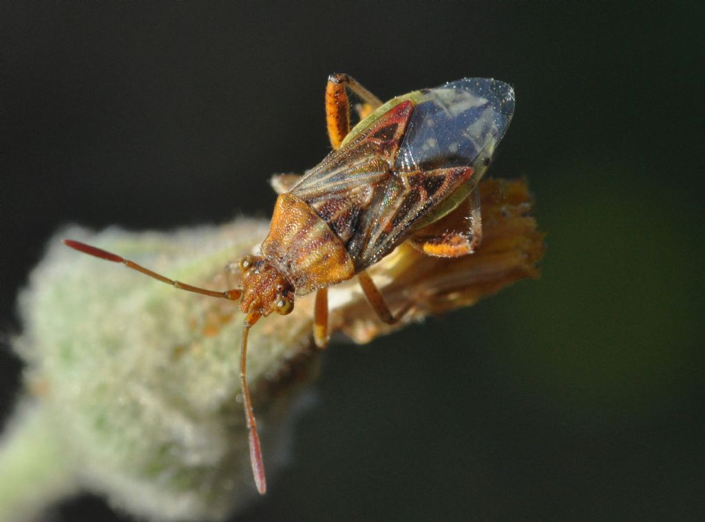 Rhopalidae: Stictopleurus gr. abutilon/pictus
