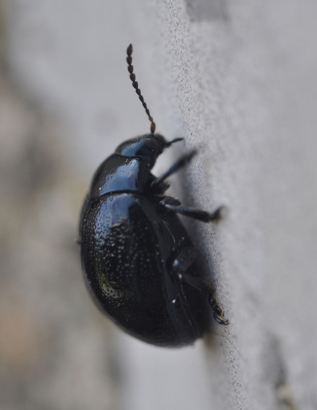 Chrysolina haemoptera, Chrysomelidae