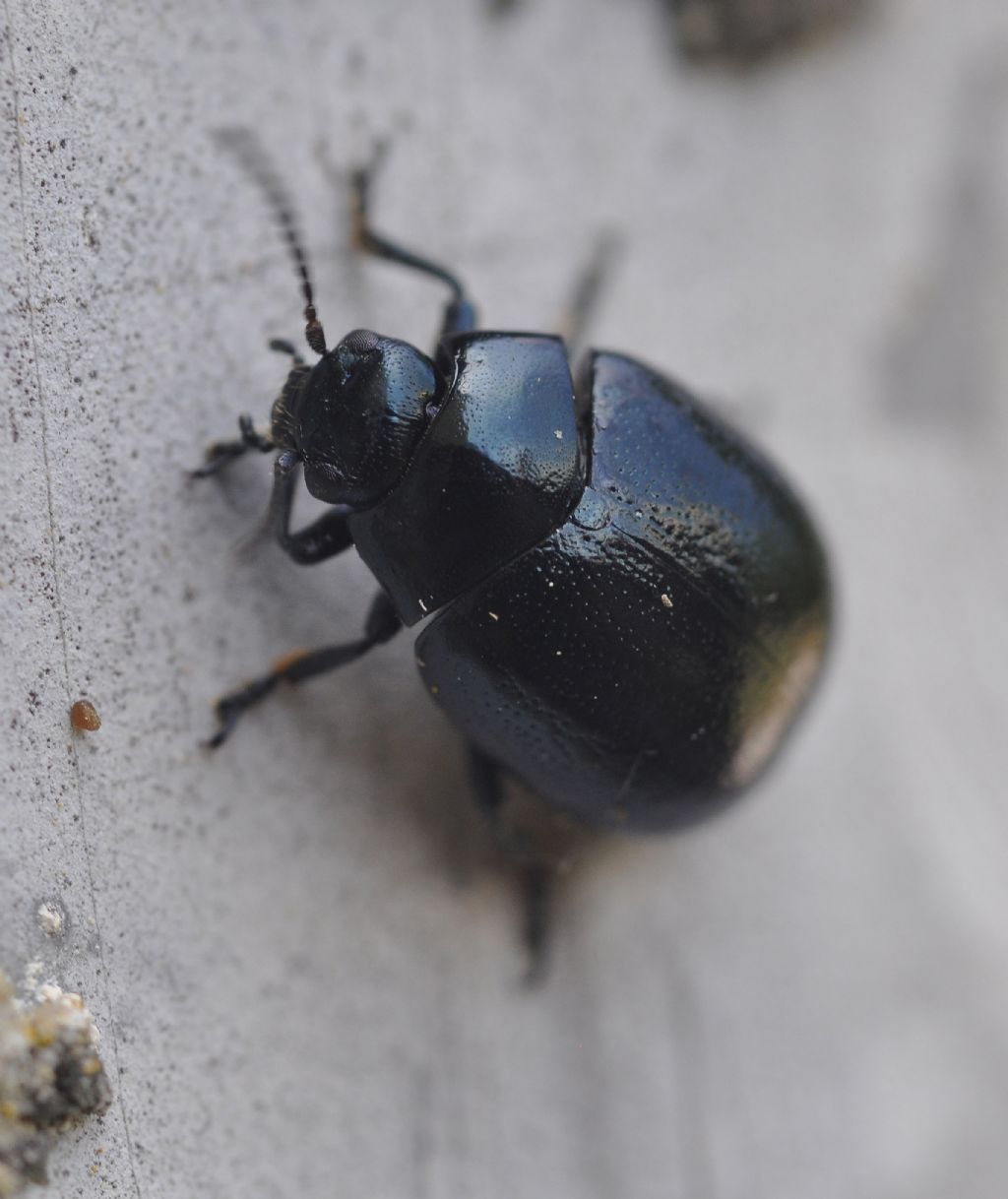 Chrysolina haemoptera, Chrysomelidae