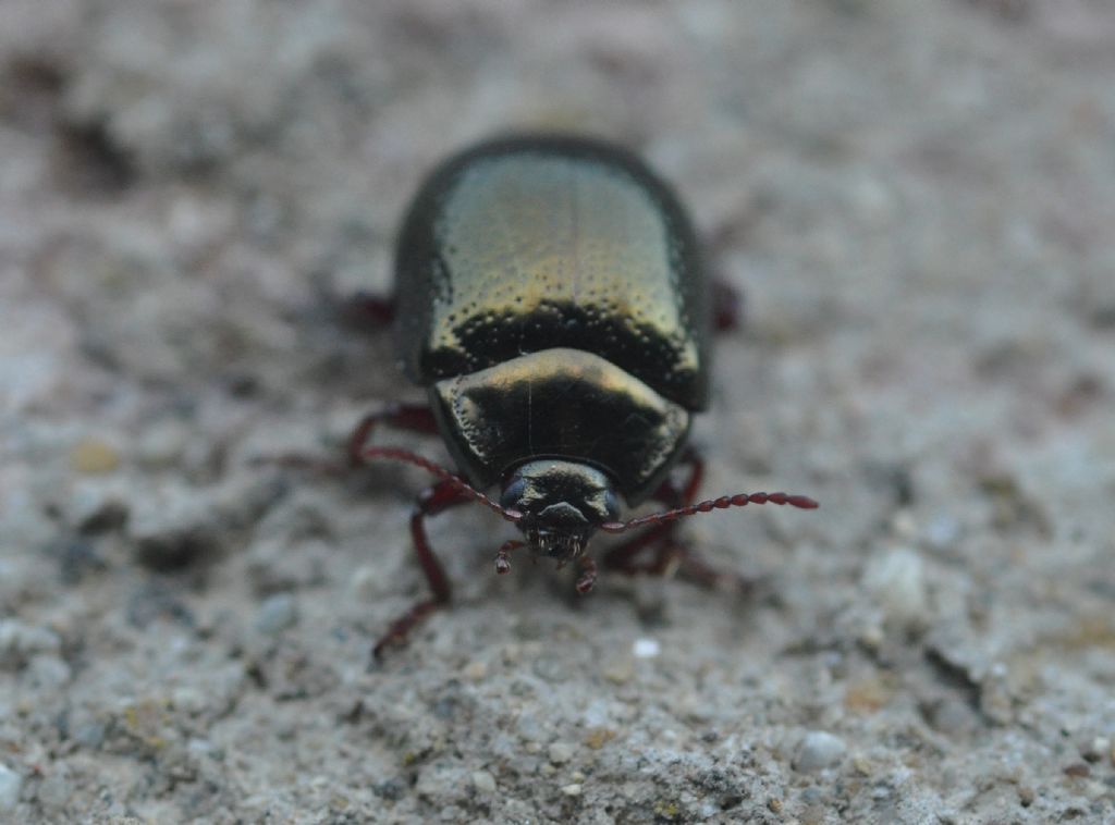 Chrysomelidae: Chrysolina bankii