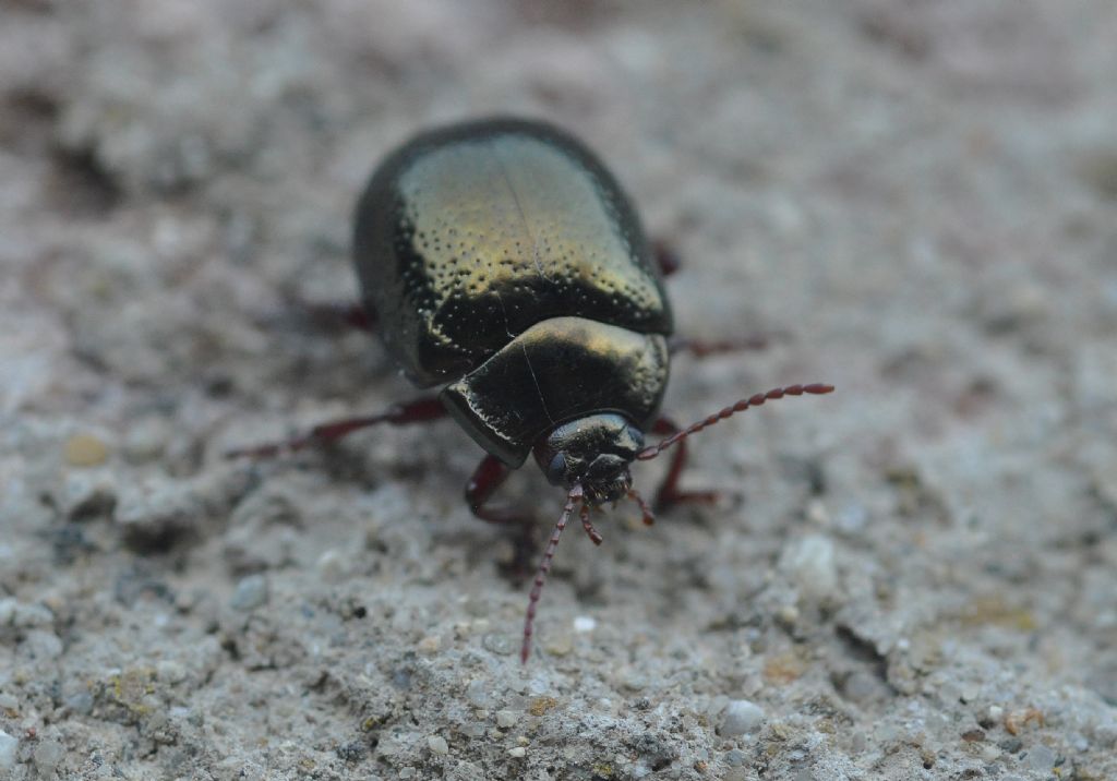 Chrysomelidae: Chrysolina bankii