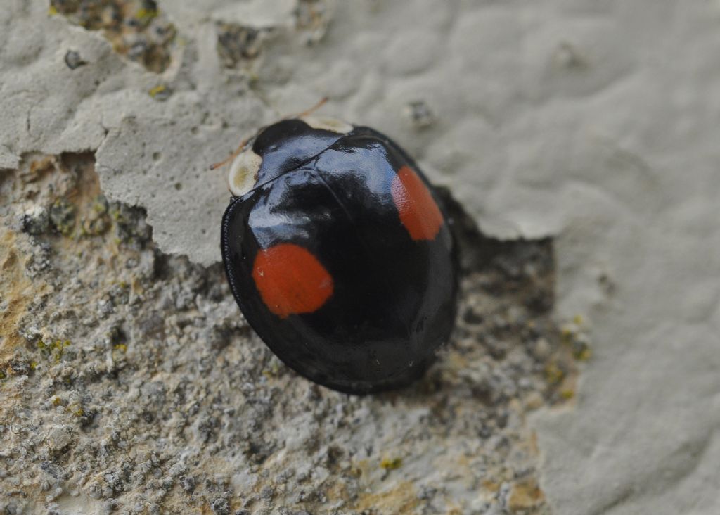 Coccinellidae: Harmonia axyridis