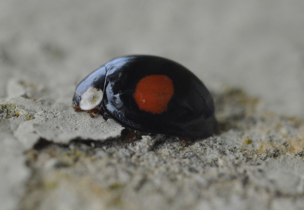 Coccinellidae: Harmonia axyridis