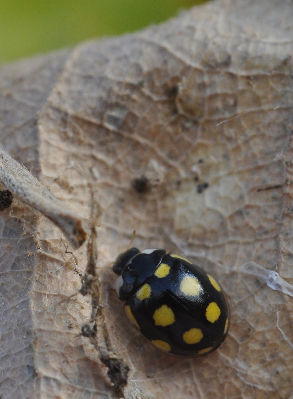 Coccinellidae: Oenopia lyncea