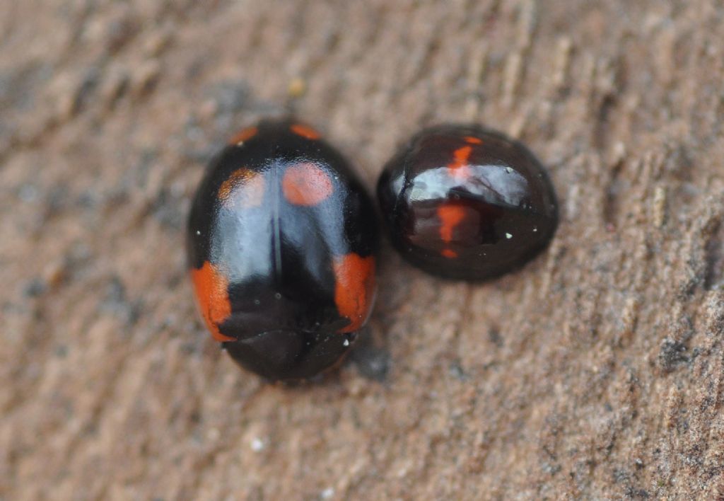 Coccinellidae: Adalia bipunctata & Chilocorus bipustulatus