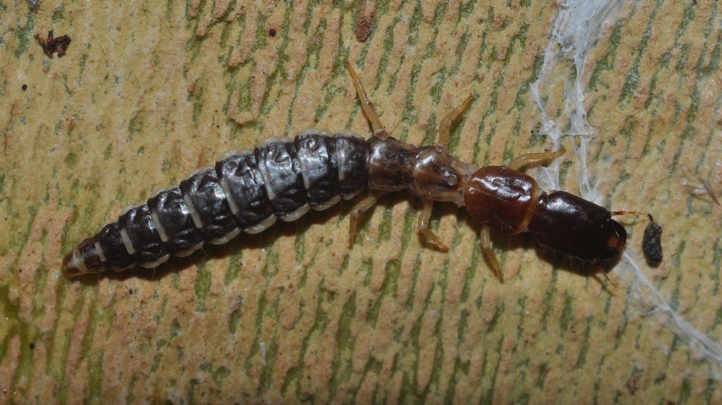 larva da id... Raphidioptera:  Parainocellia bicolor (Inocelliidae)
