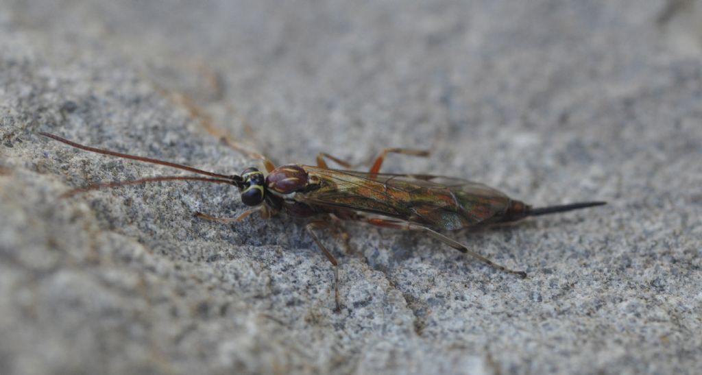 Tromatobia lineatoria (Ichneumonidae, Pimplinae)