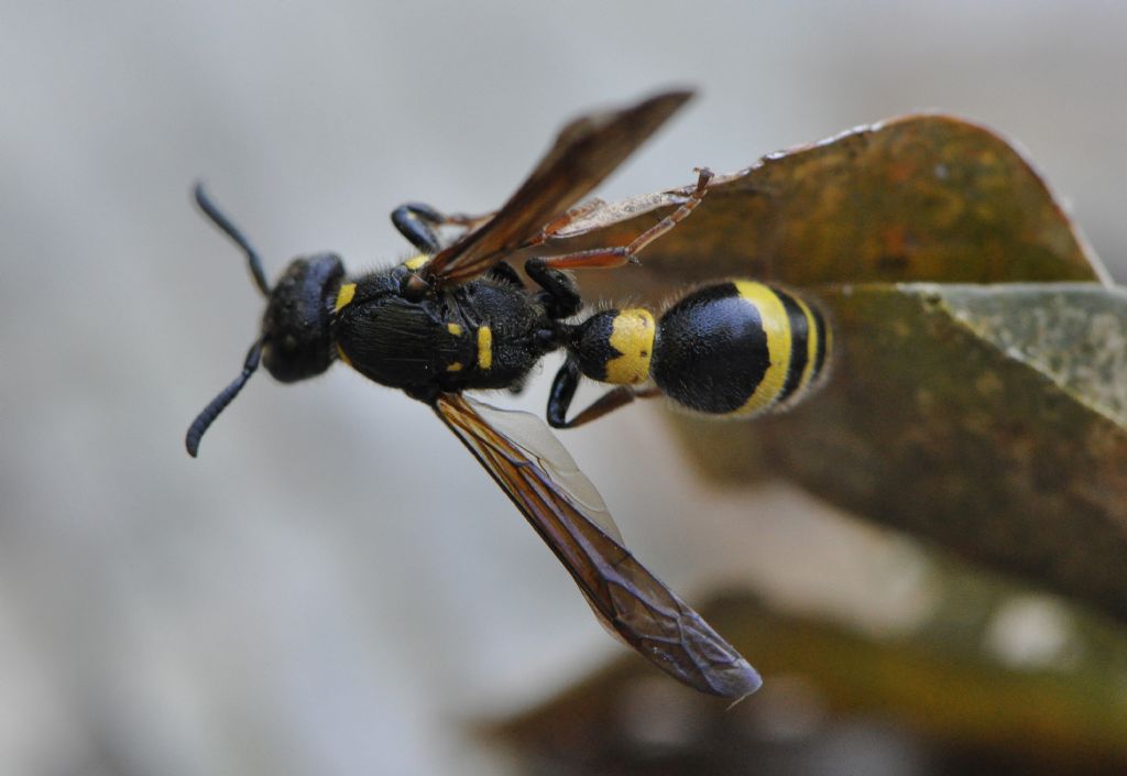 Discoelius dufourii  (Vespidae Eumeninae)