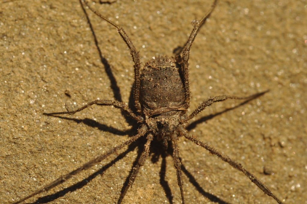 Lacinius horridus (Phalangiidae)