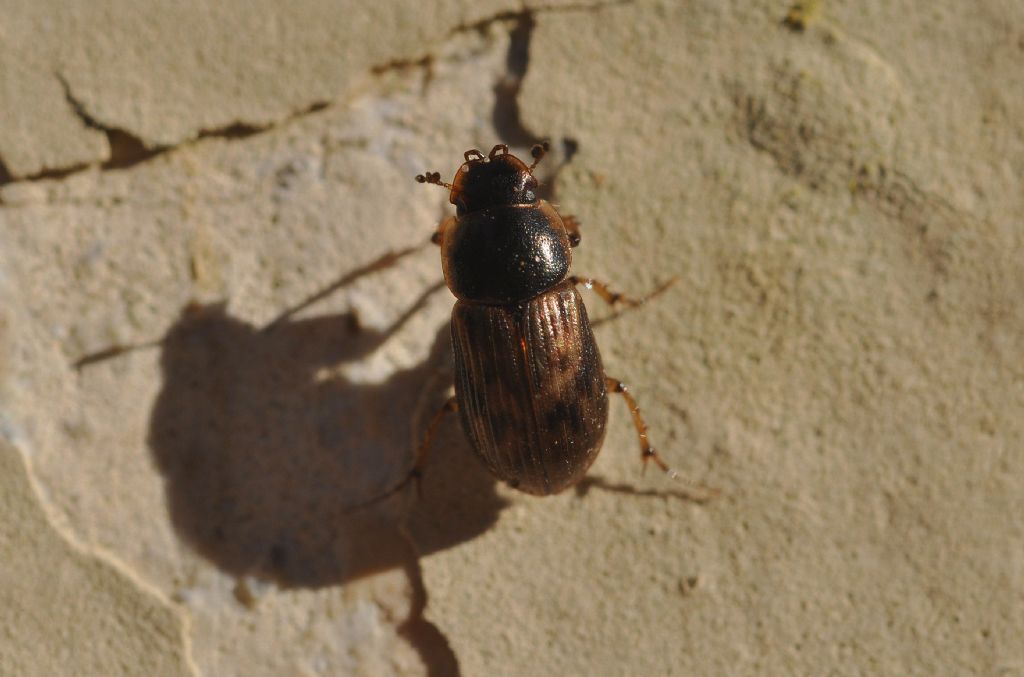 Nimbus johnsoni, Aphodiidae