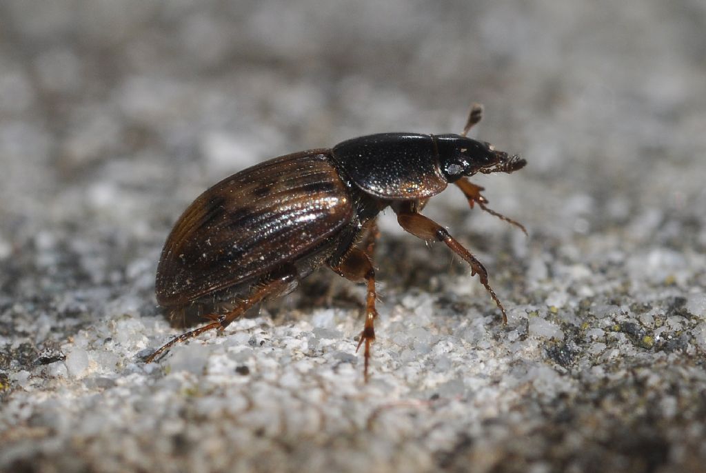 Nimbus johnsoni, Aphodiidae