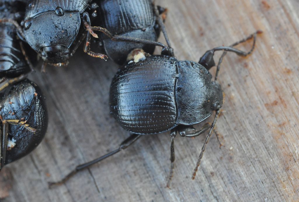 Accanthopus velikensis, Tenebrionidae