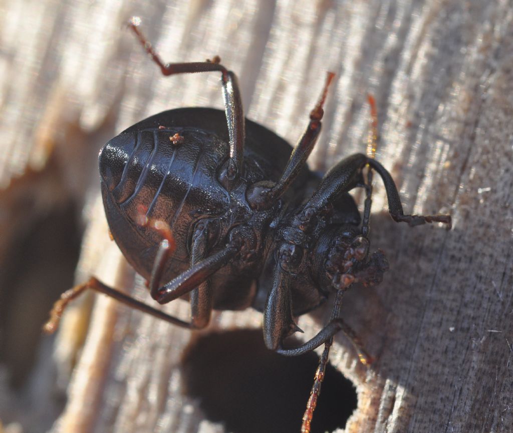 Accanthopus velikensis, Tenebrionidae