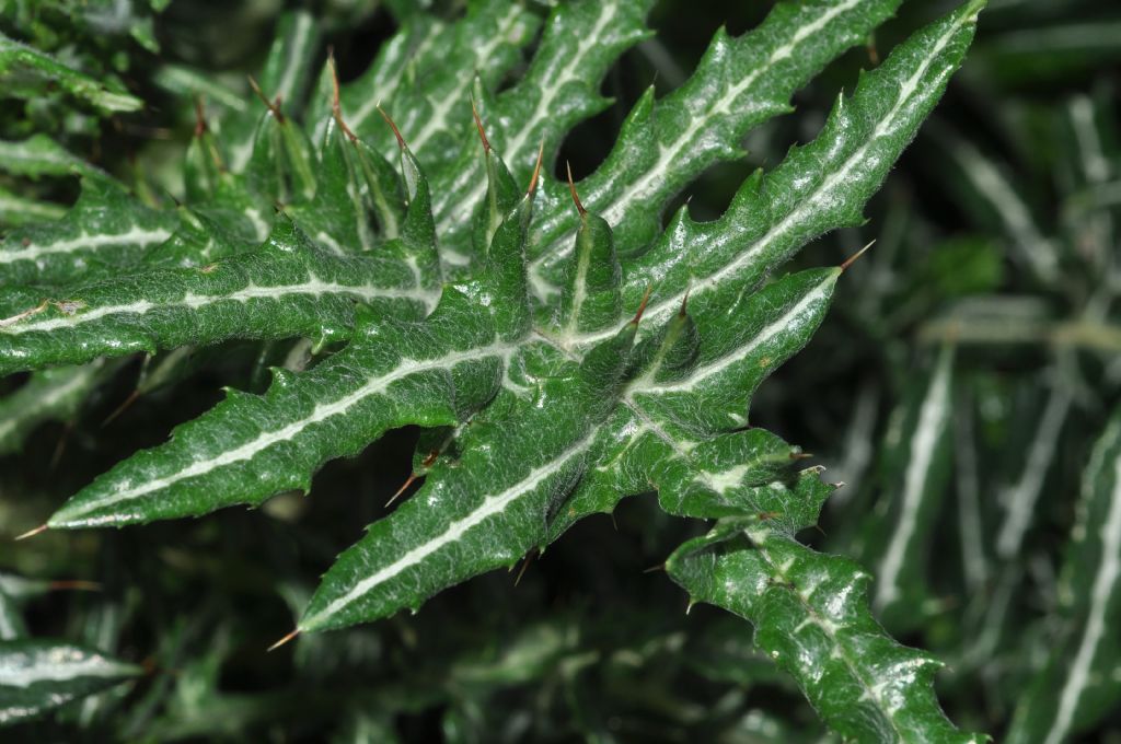 Galactites tomentosus (Asteraceae)