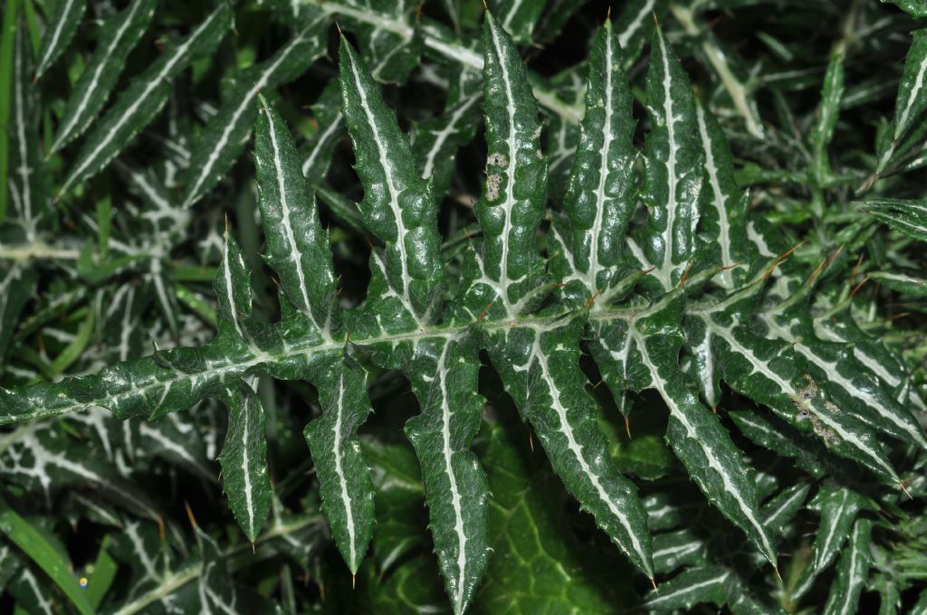 Galactites tomentosus (Asteraceae)