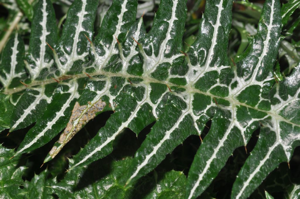 Galactites tomentosus (Asteraceae)