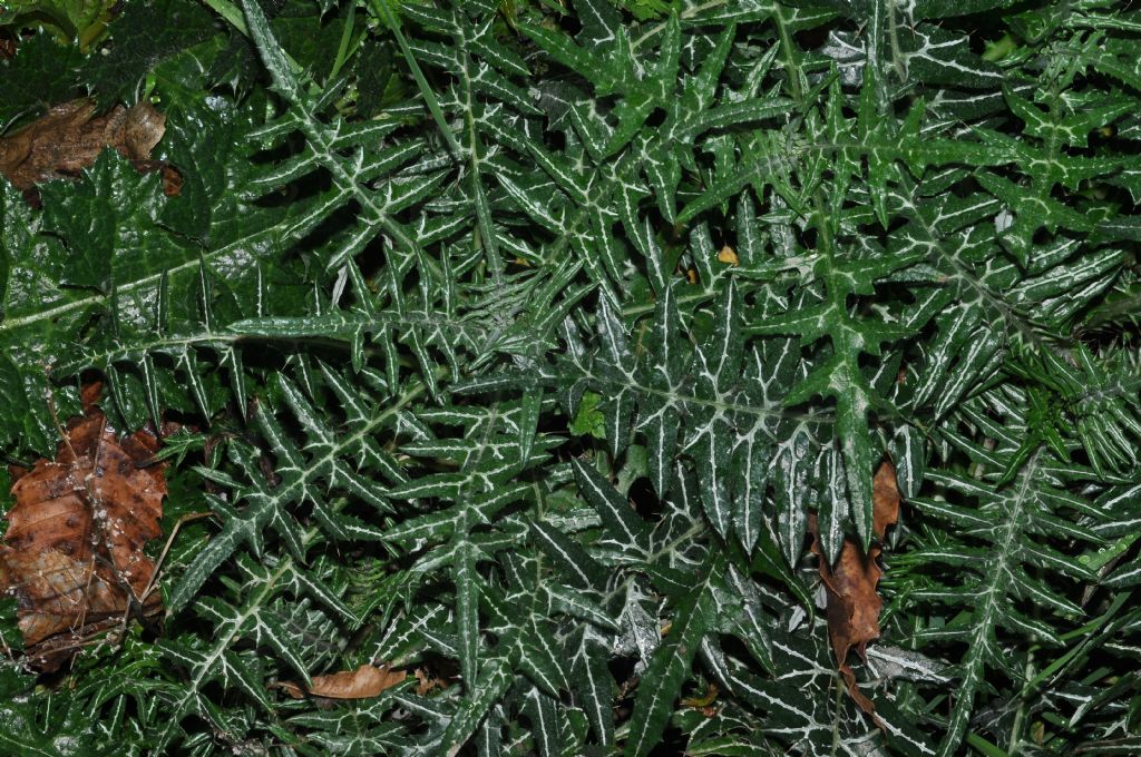 Galactites tomentosus (Asteraceae)