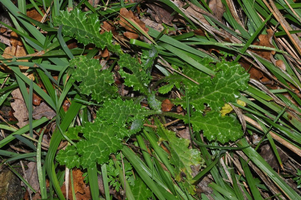 Asterales da id - Carduus sp.