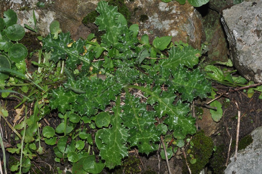 Asterales da id - Carduus sp.