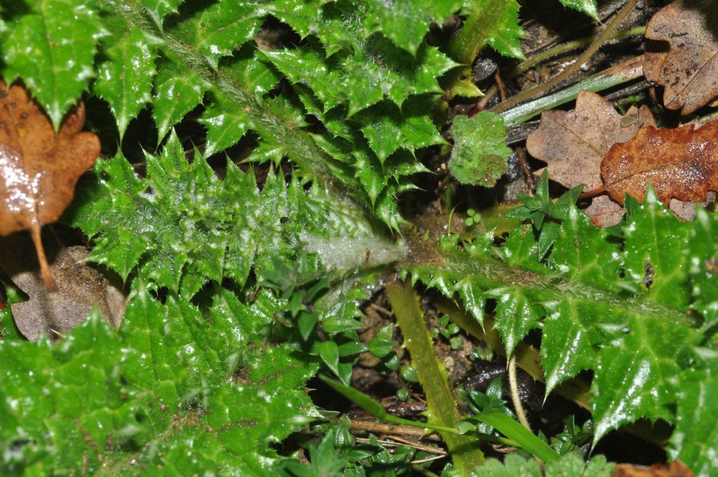 Asterales da id - Carduus sp.