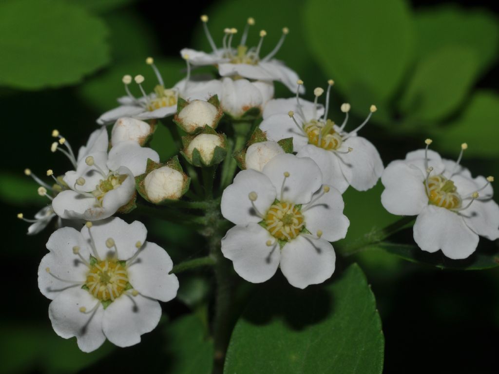 Rosacea - Spiraea x vanhouttei