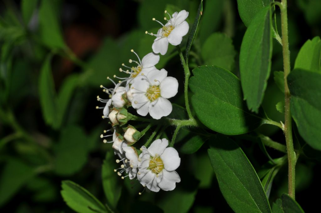 Rosacea - Spiraea x vanhouttei