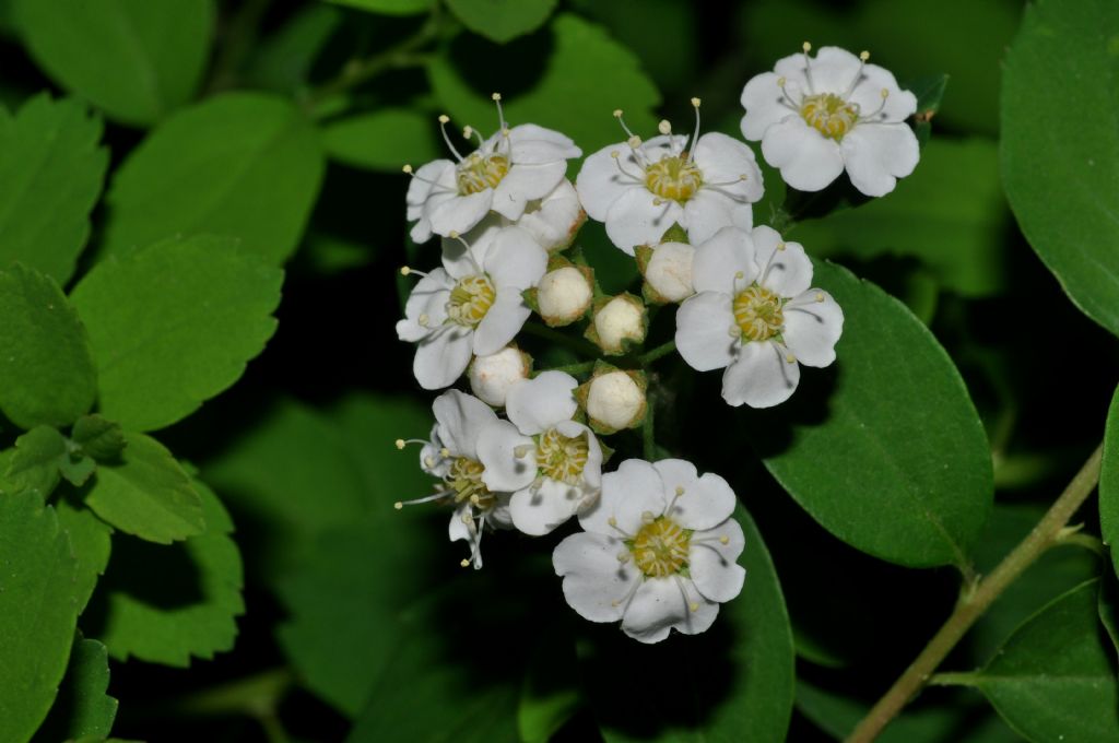 Rosacea - Spiraea x vanhouttei