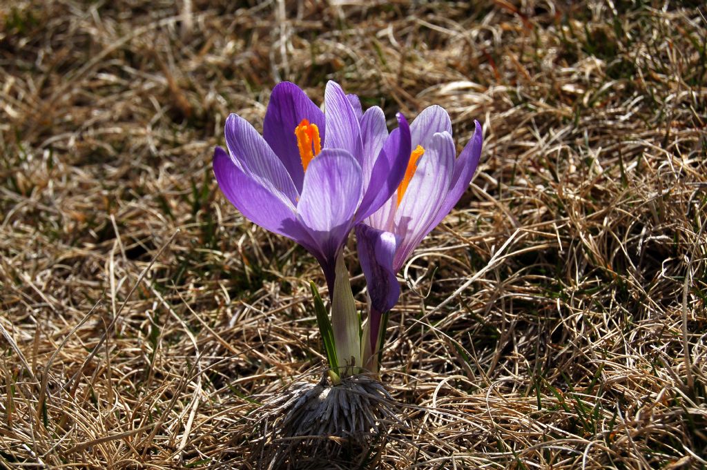 Crocus neglectus / Zafferano negletto