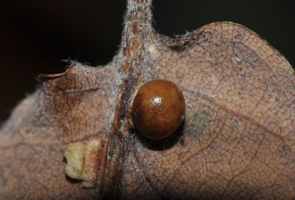 galle di Neuroterus anthracinus (agamiche), Cynipidae (ex  Andricus ostrea)