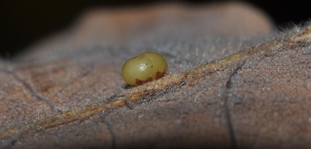 galle di Neuroterus anthracinus (agamiche), Cynipidae (ex  Andricus ostrea)