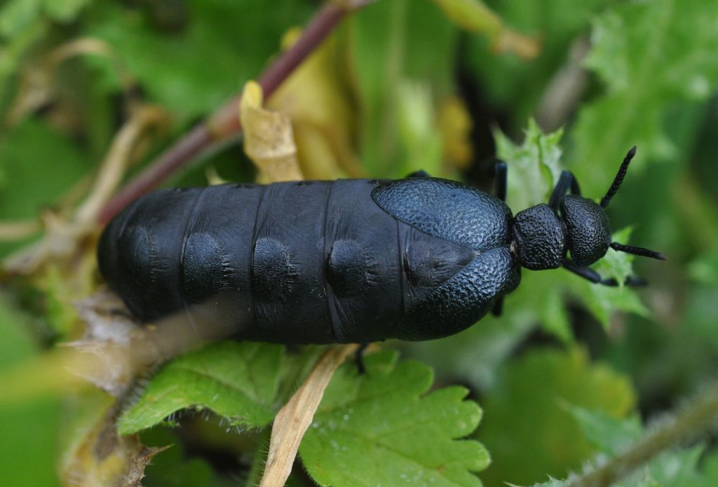 Meloe cicatricosus, Meloidae