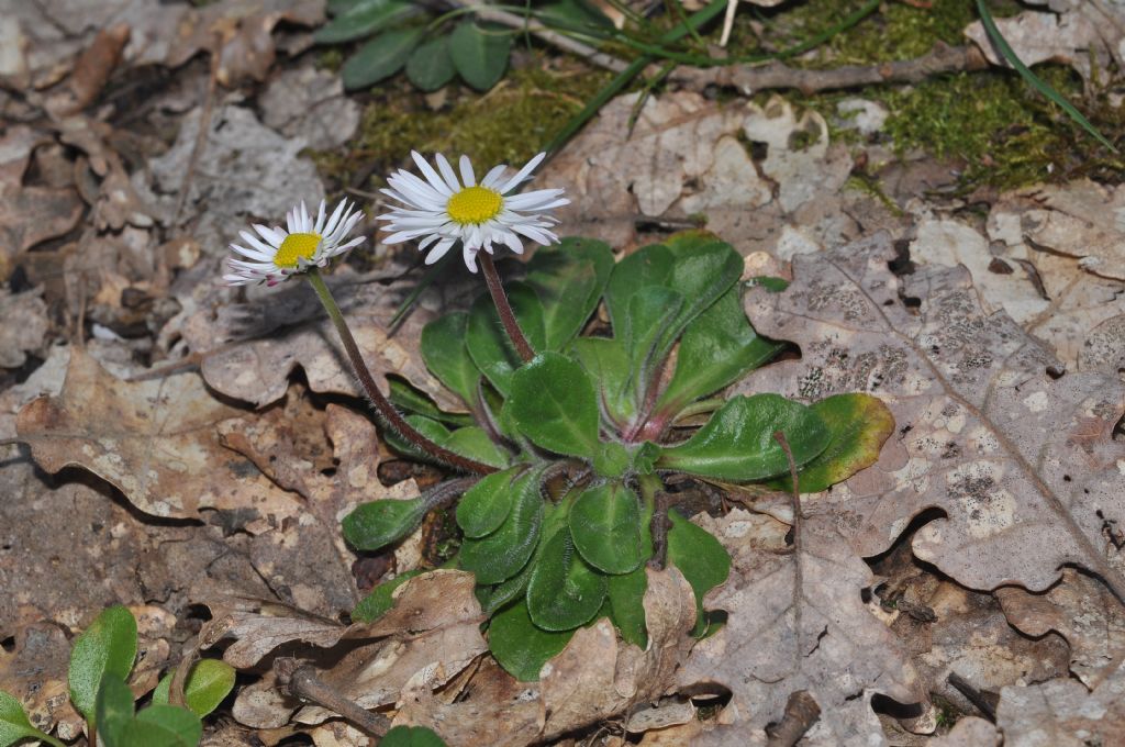 Asterales da id - Bellis cfr.perennis