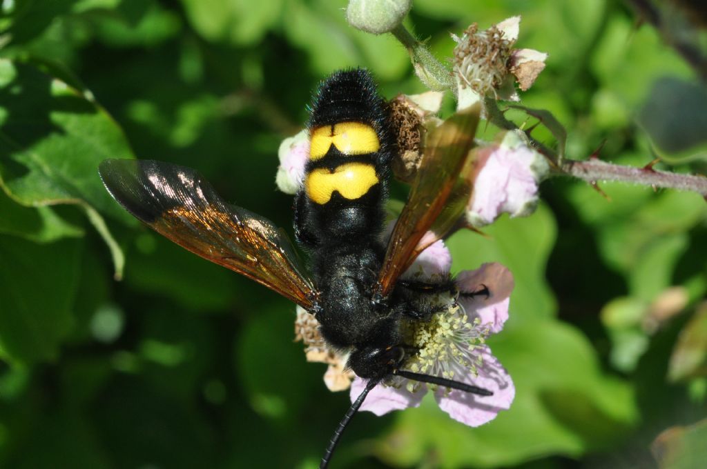 Megascolia maculata flavifrons, Scoliidae