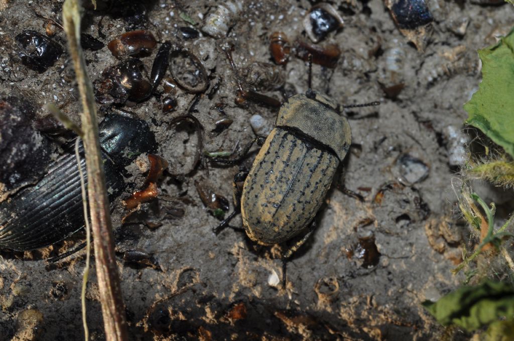 Tenebrionidae: Opatrum sabulosum (cfr. ssp. sabulosum)