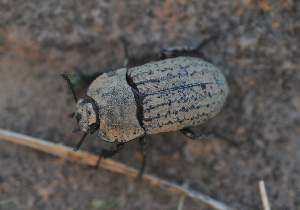 Tenebrionidae: Opatrum sabulosum (cfr. ssp. sabulosum)