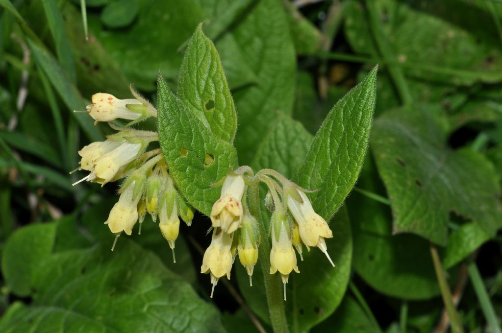Symphytum bulbosum (Boraginaceae)