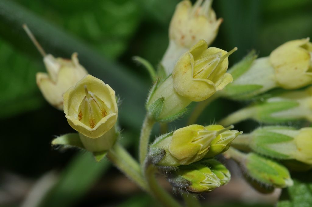 Symphytum bulbosum (Boraginaceae)